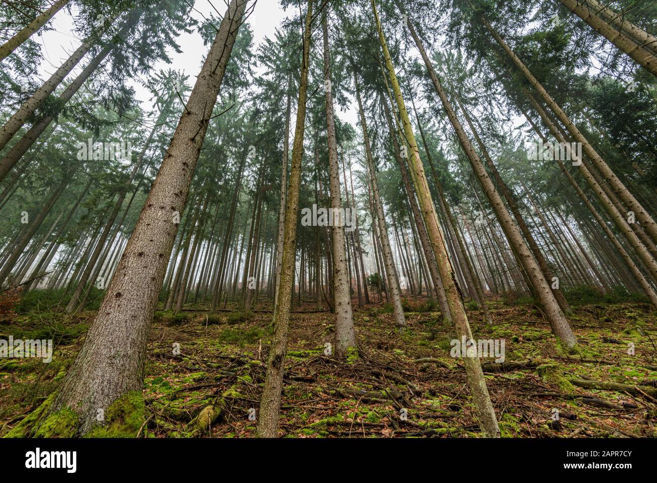 Forêt d'épicea commun, Francia, Mosela, Hiver Foto de stock
