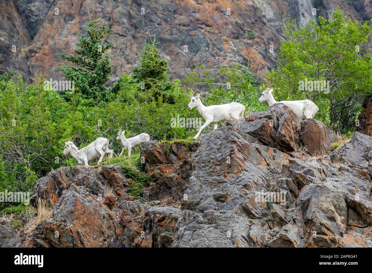 Una banda de ovejas Dall (Ovis dalli) ovejas y un cordero trote a lo largo de una cresta rocosa cerca de la autopista Seward, centro sur de Alaska Foto de stock