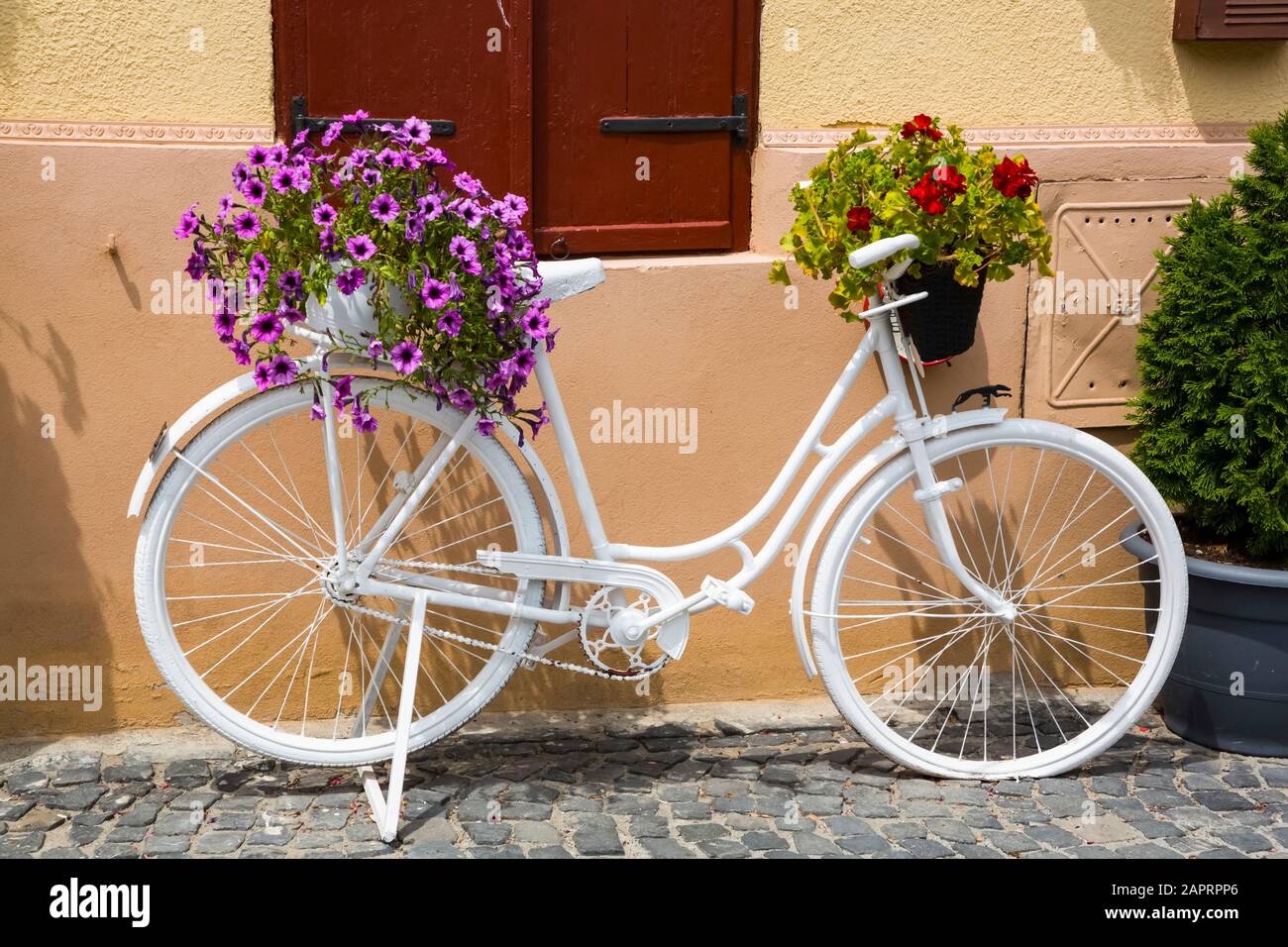 Una bicicleta blanca decorativa junto a una pared con flores en macetas;  Sibiu, Región de Transilvania, Rumania Fotografía de stock - Alamy