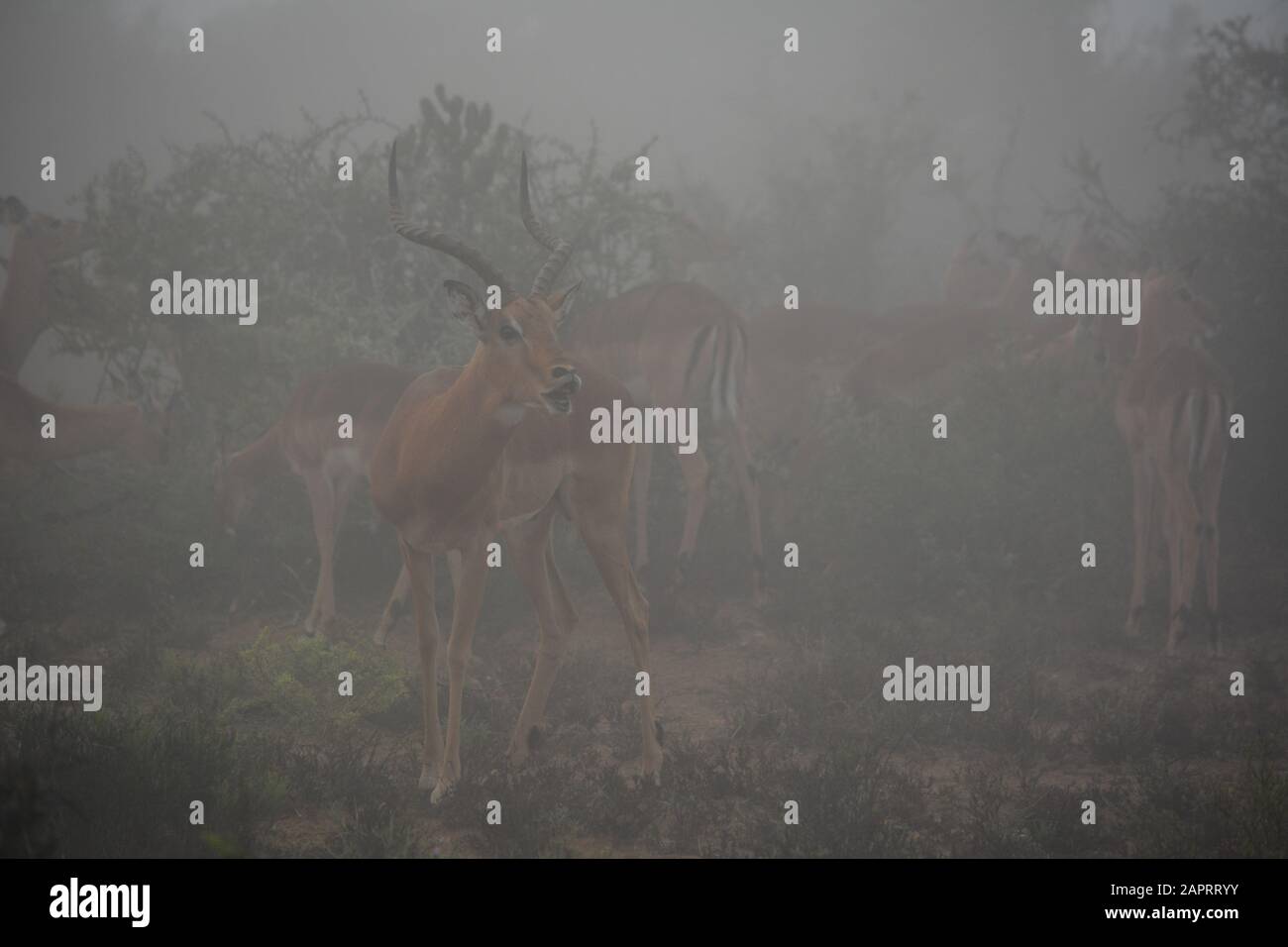 Un Impala macho comprueba el aire por feromonas de una hembra lista para aparearse en una mañana foggy. Foto de stock