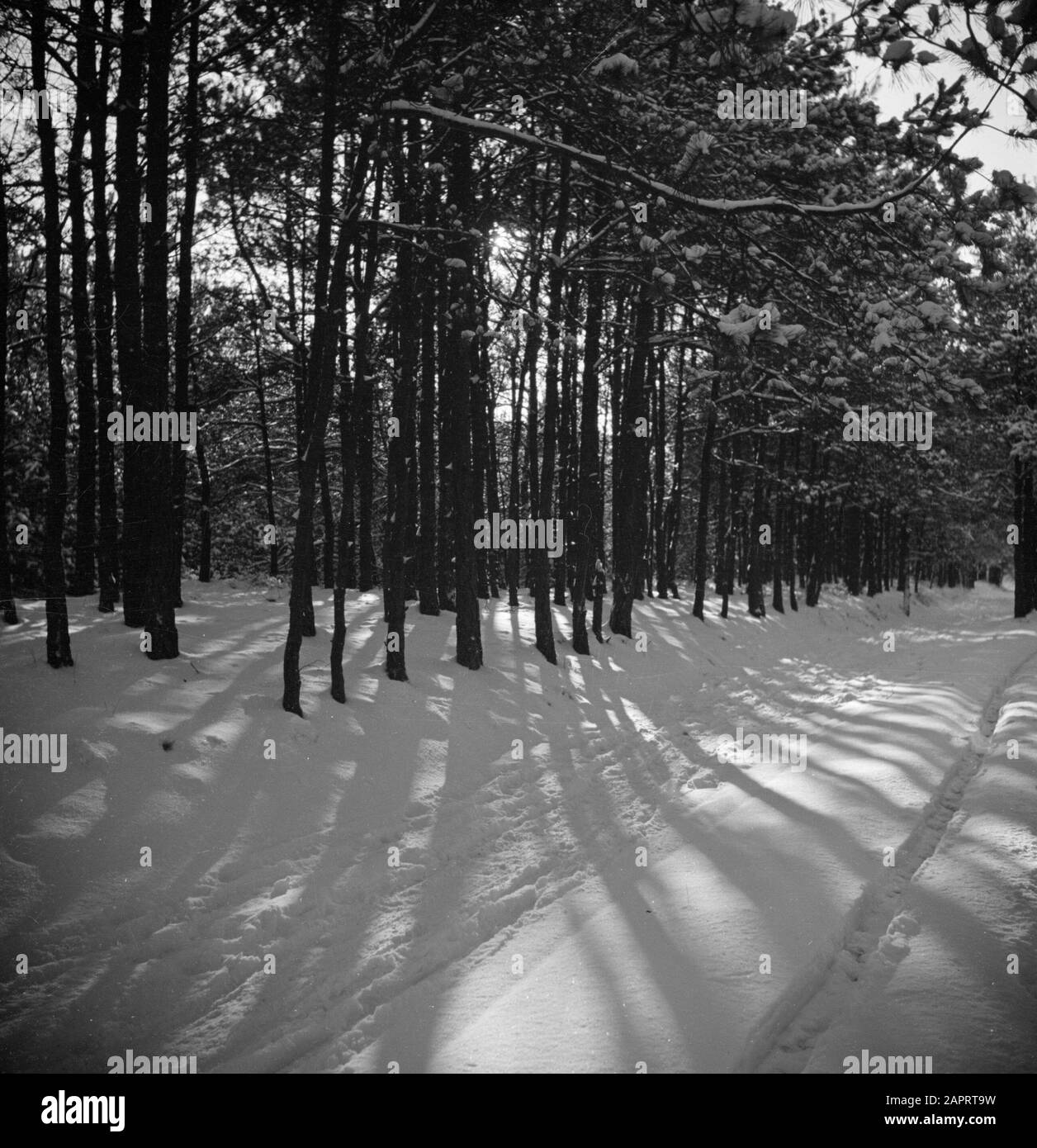 Bosques en la nieve por la mañana iluminar un bosque en la nieve por la mañana sol Fecha: Sin fecha palabras clave: Bosques, nieve, soleado Foto de stock