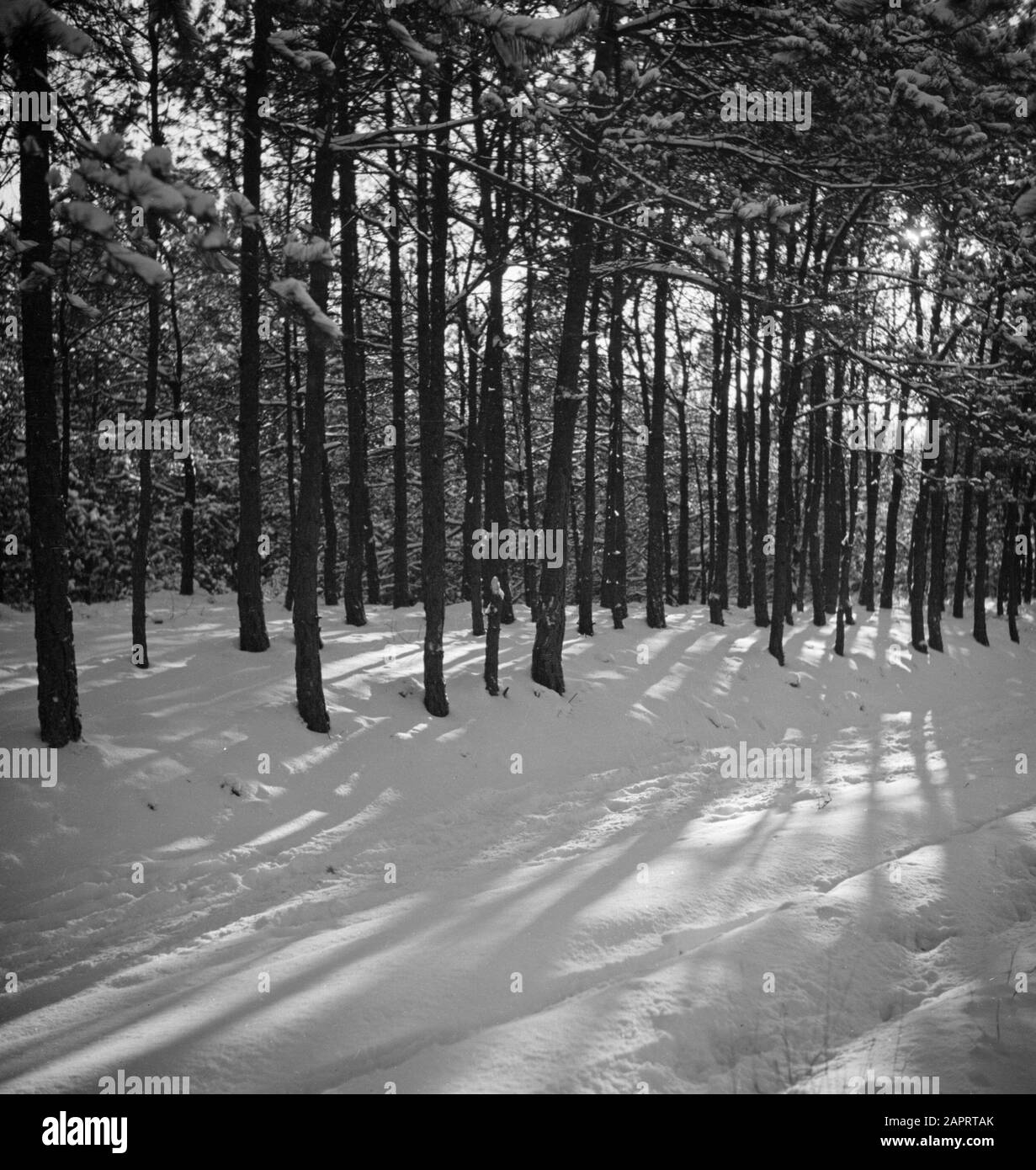 Bosques en la nieve por la mañana iluminar un bosque en la nieve por la mañana sol Fecha: Sin fecha palabras clave: Bosques, nieve, soleado Foto de stock