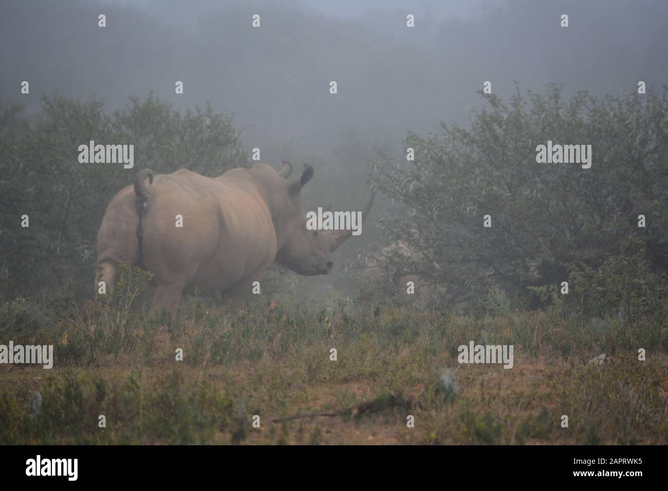 Un rinoceronte y su ternero corren detrás de algunos árboles en una mañana brumosa. Foto de stock