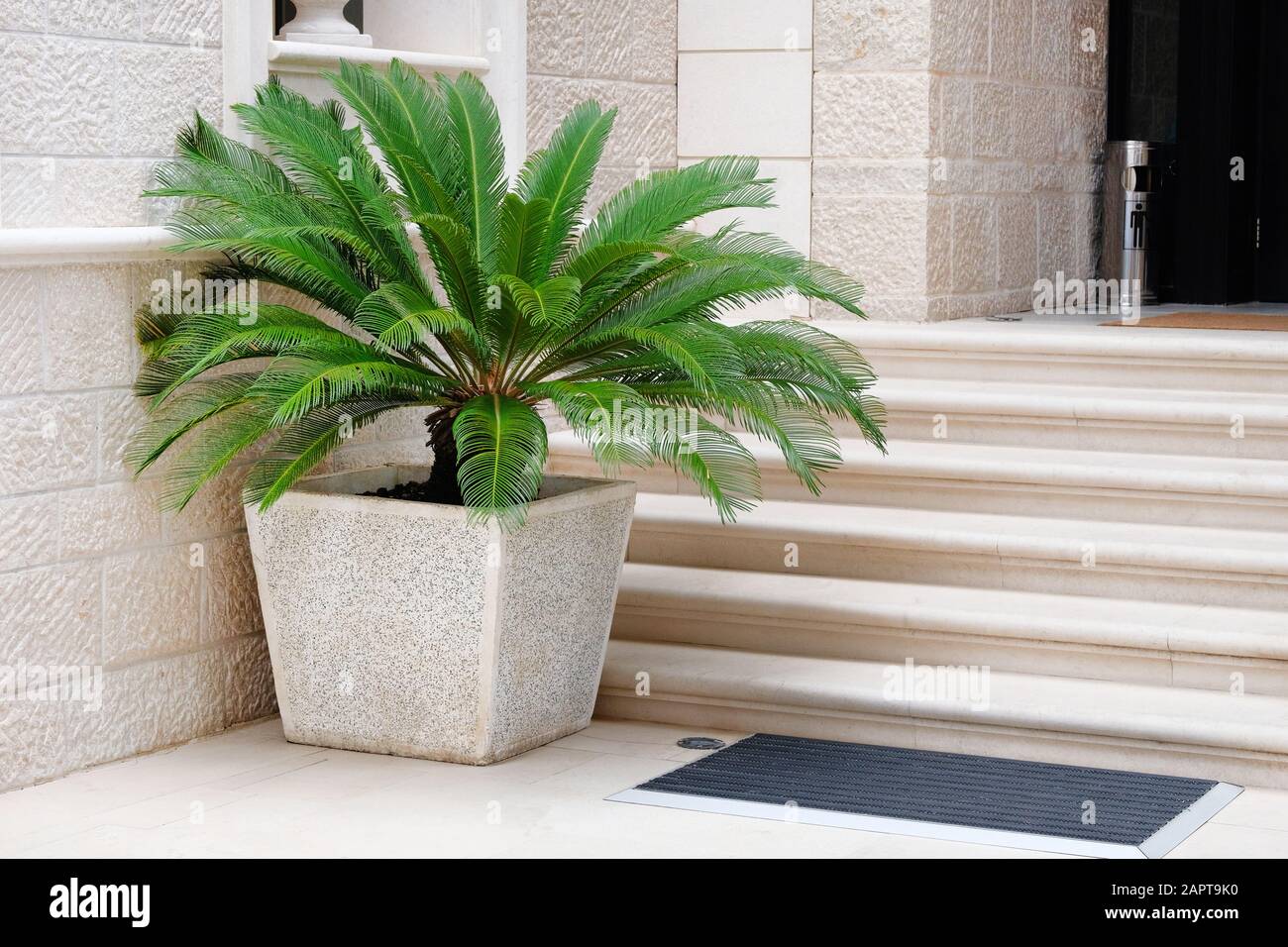 Una maceta con una gran palmera verde se encuentra en la entrada de un  hotel privado. Palmera en recipiente beige. Cycas revoluta. Diseño del  exterior del edificio Fotografía de stock - Alamy