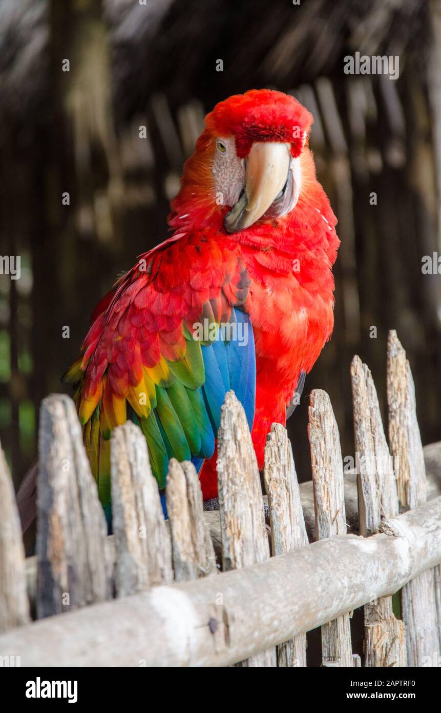Loro Red ara en la selva tropical de Ecuador. El loro es domesticado por los aldeanos locales. Foto de stock