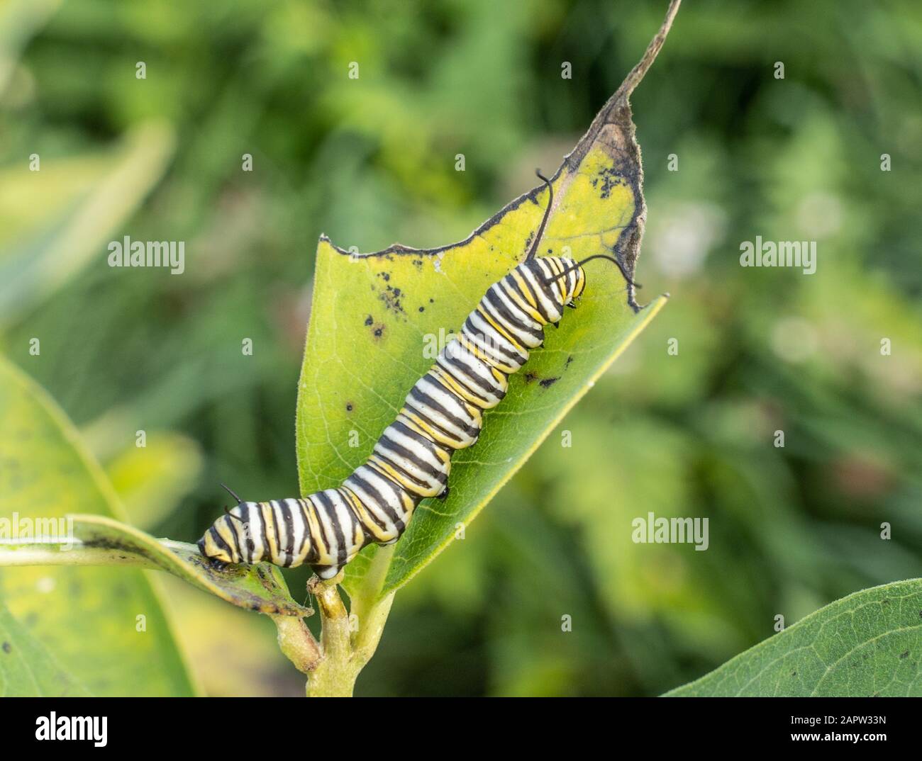 Oruga de mariposa monarca ( Danaus plexippus) en planta de maleza lechera en la mañana de verano. Foto de stock