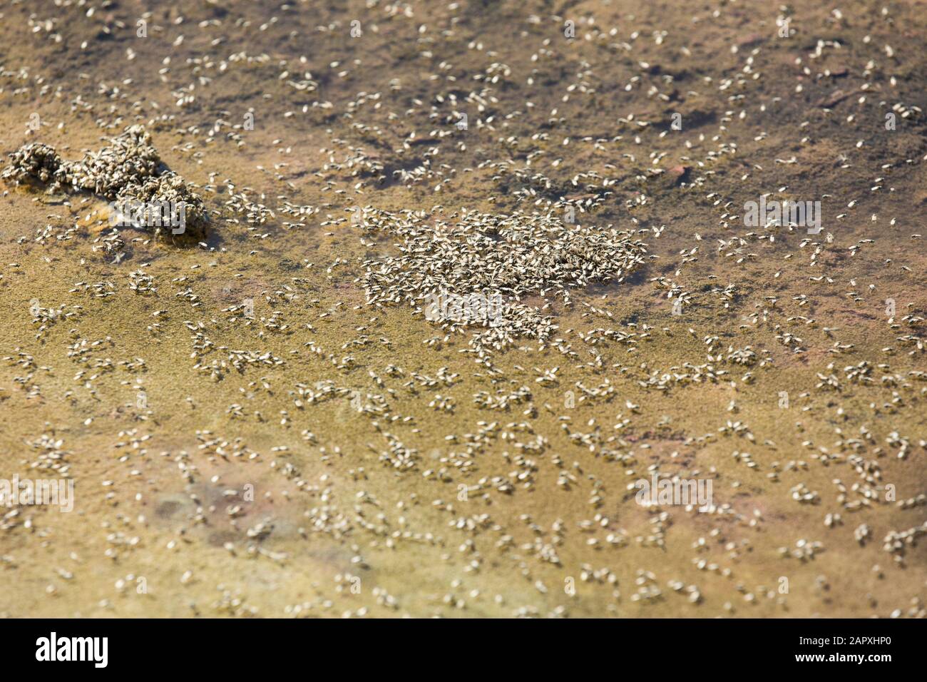 Moscas salinas agrupadas en algas en Salar de Atacama, Chile Foto de stock