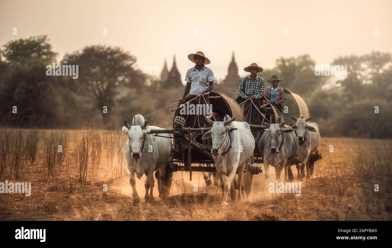 Bagan, MYANMAR, 10 de marzo de 2016 : hombre rural birmano que conduce carro de madera con heno en un camino polvoriento dibujado por dos búfalos blancos. Paisaje rural y tradit Foto de stock