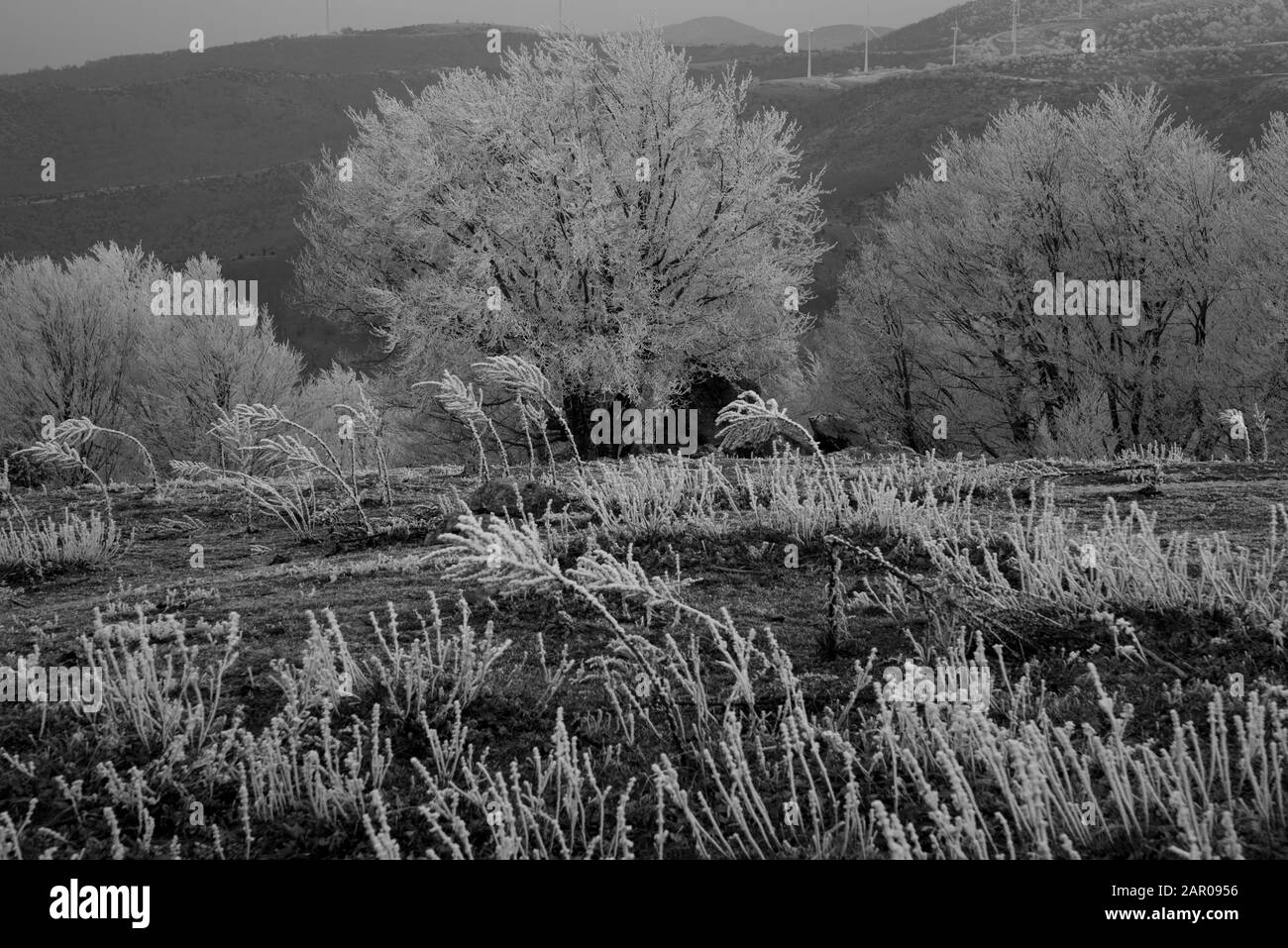 paisaje helado con niebla Foto de stock