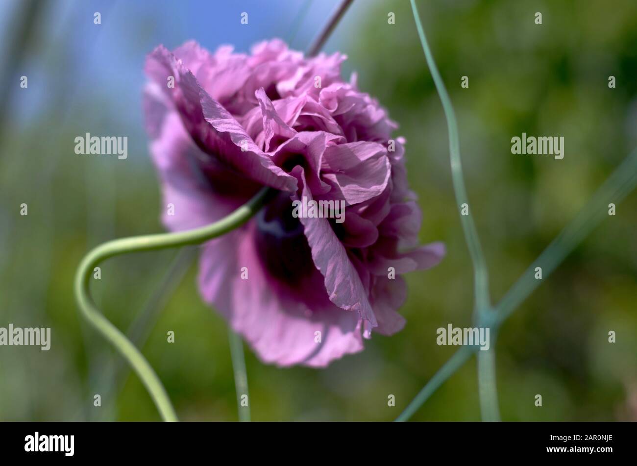 La flor de la amapola morada decorativa en un tallo curvado está  ligeramente desviada, dramáticamente borrosa, vista lateral Fotografía de  stock - Alamy