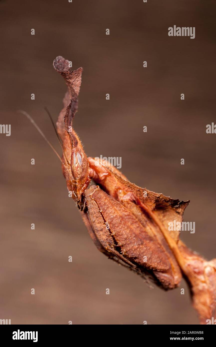 Ghost Mantid (Phyllocrania paradoxa) Esta especie es nativa de África y es una magnífica imitación de hojas muertas. Foto de stock