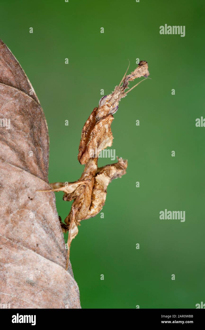 Ghost Mantid (Phyllocrania paradoxa) Esta especie es nativa de África y es una magnífica imitación de hojas muertas. Foto de stock