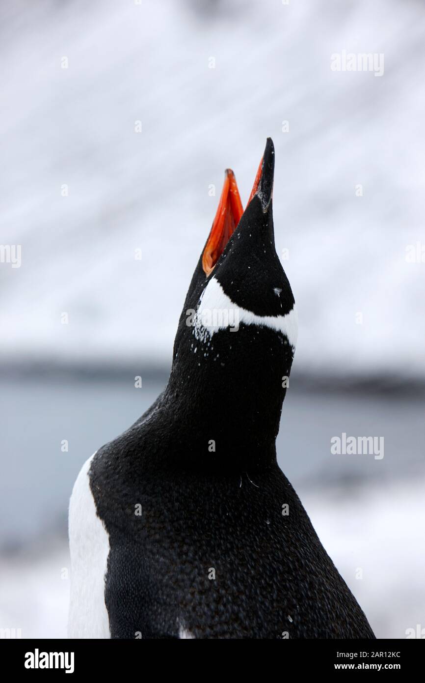 Un pingüino Gentoo Pygoscelis papua llamando en la Antártida Foto de stock