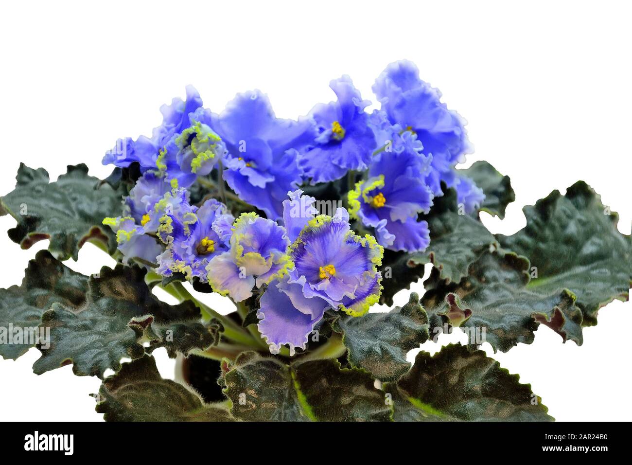 Flores de Saintpaulia azul o violetas africanas. Pétalos suaves con bordes  ondulados de color amarillo y hojas verdes se cierran, aisladas sobre fondo  blanco. Bea Fotografía de stock - Alamy