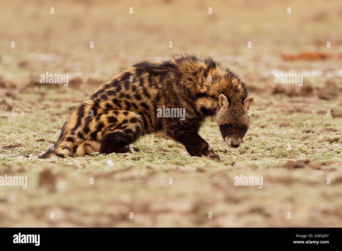 Civet cat perfume fotografías e imágenes de alta resolución - Alamy
