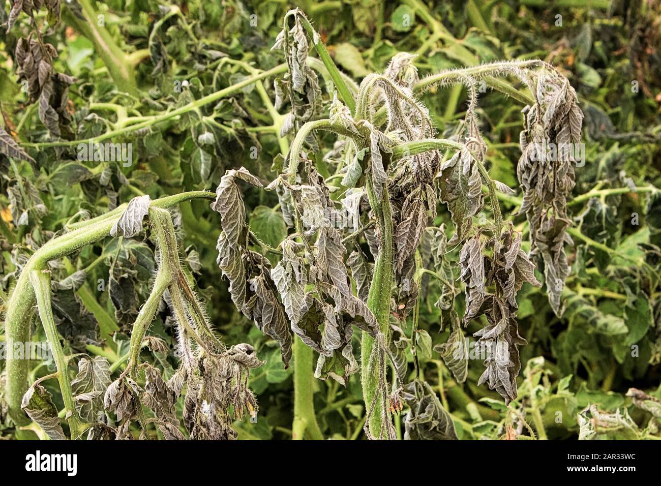 Cierre de plantas de tomate dañadas después de una noche fría Foto de stock