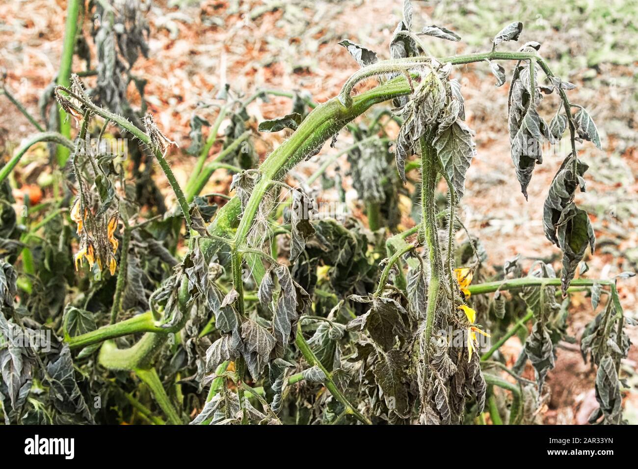 La planta de tomate moribunda en un jardín Foto de stock