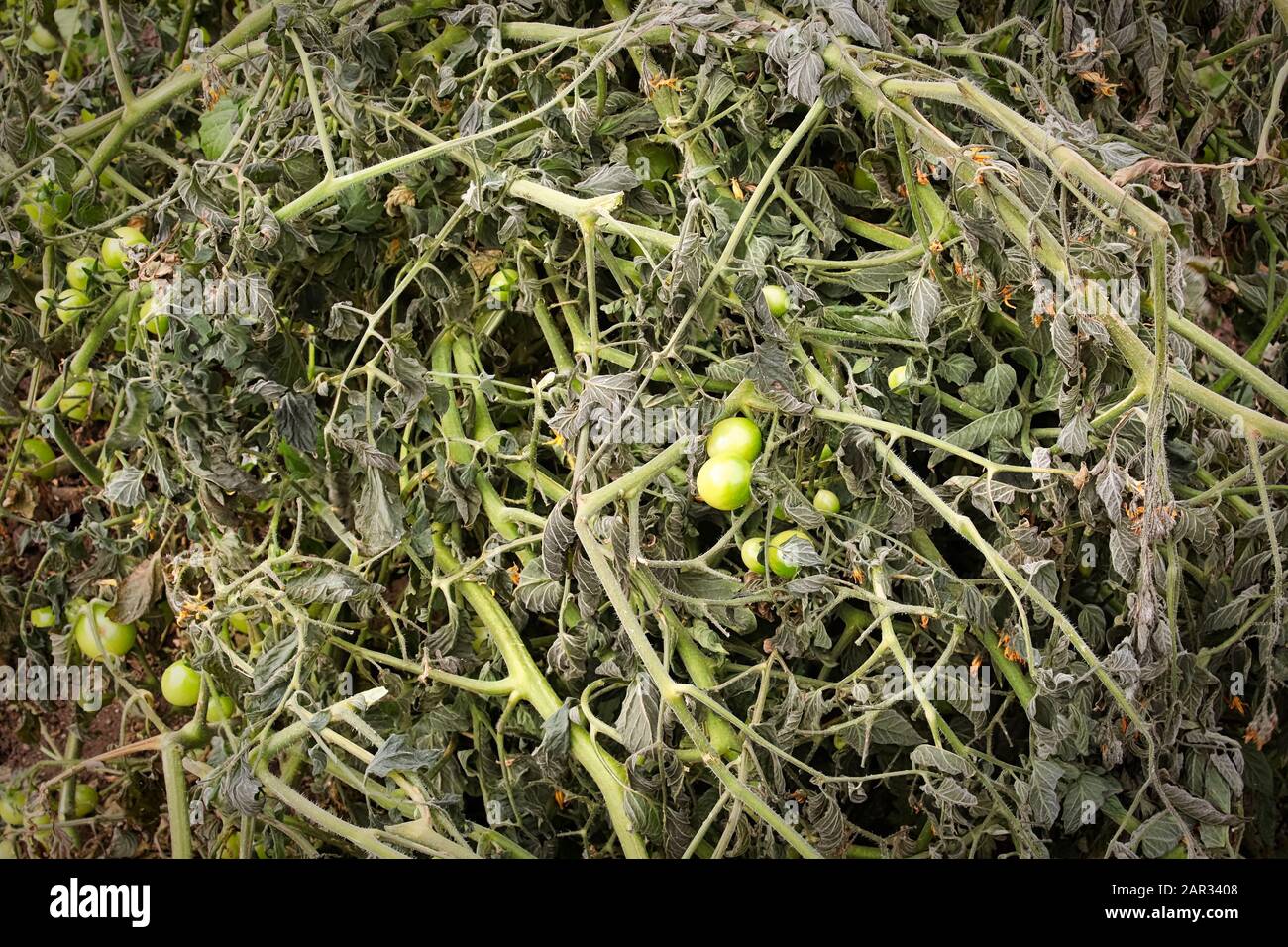 Masa de plantas de tomate dañada por la escarcha Foto de stock