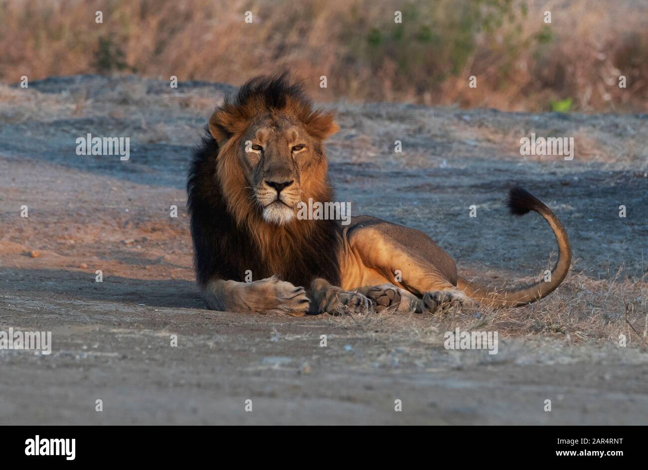 León asiático masculino descanso en sasan Gir, Gujarat, India Foto de stock