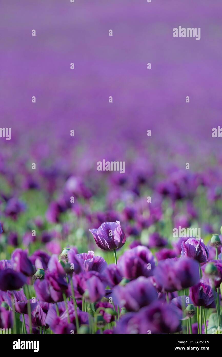 Una flor de amapola púrpura que se encuentra en un campo lleno de miles de amapolas  moradas, en una granja en Northumberland, Inglaterra Fotografía de stock -  Alamy