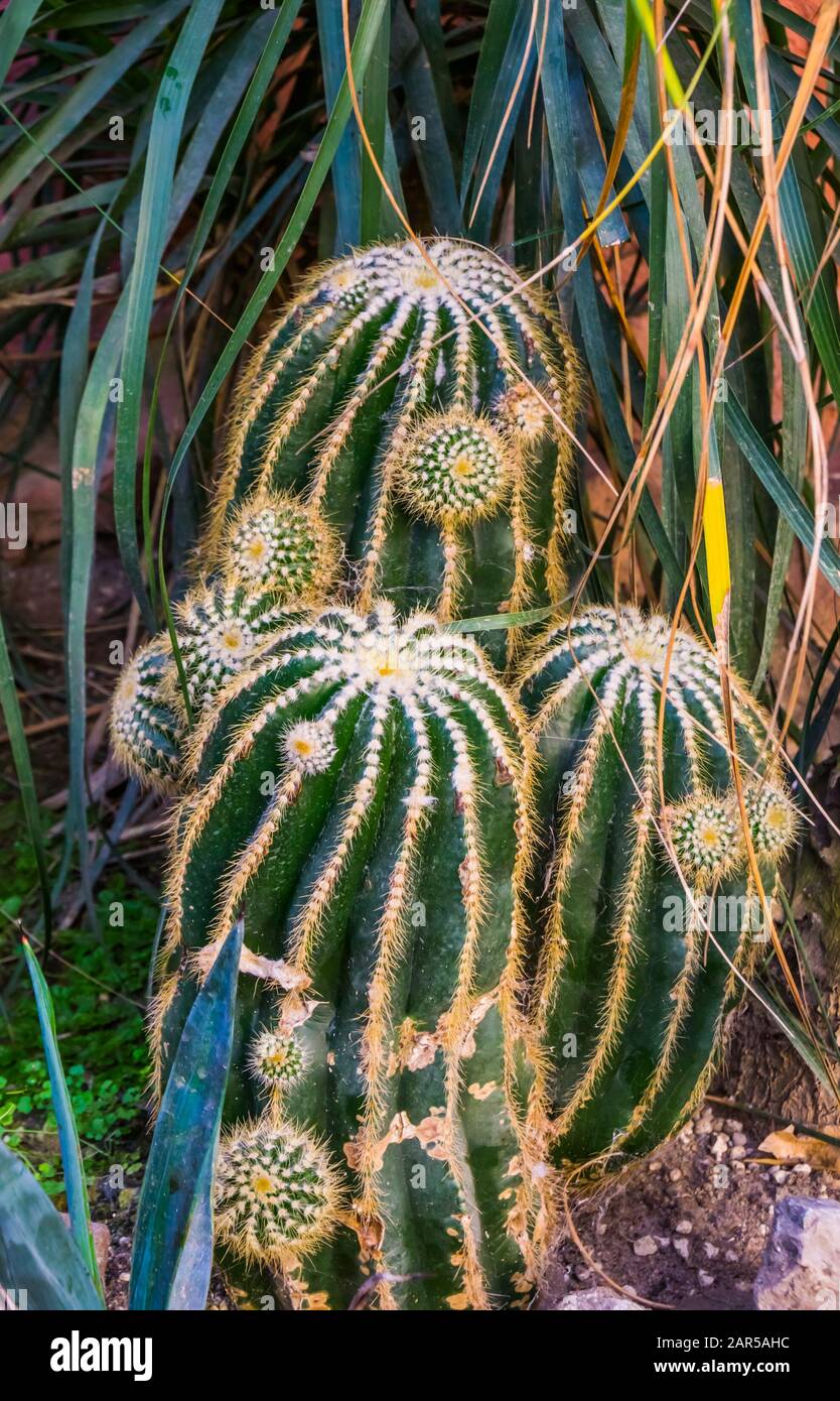 Cactus de barril de golder, especie de planta tropical en peligro de extinción de México Foto de stock