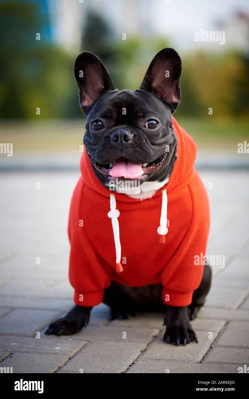 Sudadera bulldog hotsell