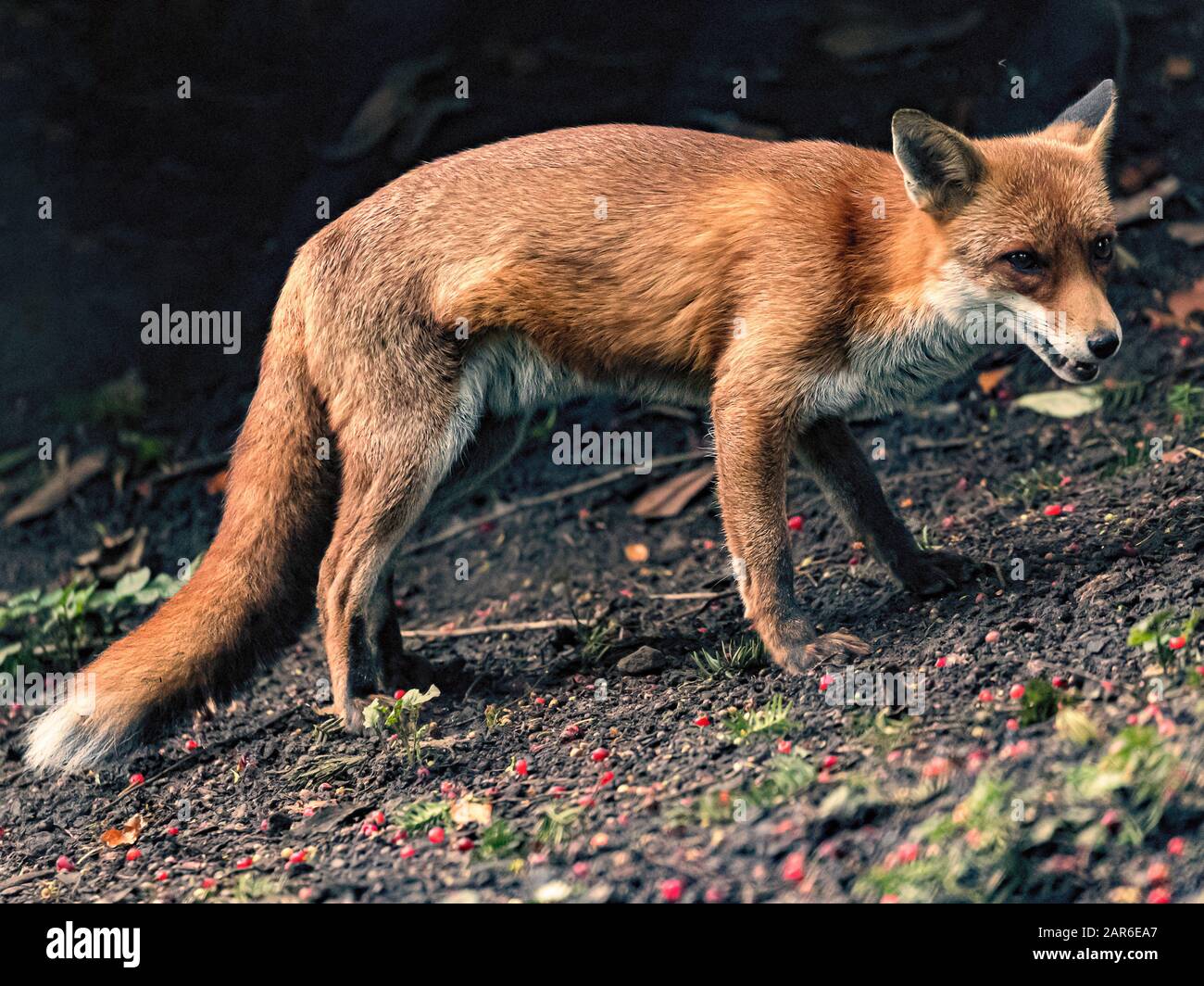 El zorro rojo (Vulpes vulpes) Foto de stock