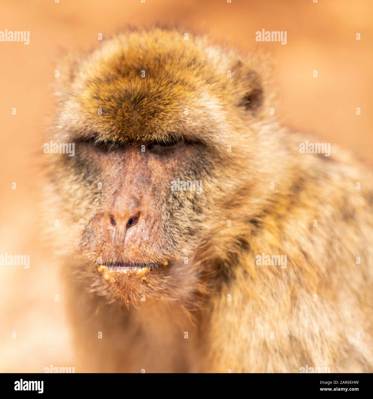 El macaco bárbaro (Macaca sylvanus) Foto de stock