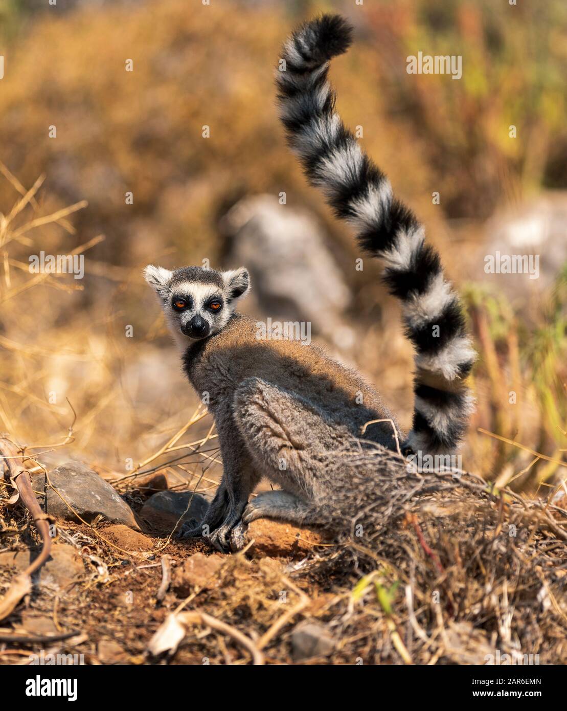 El Lemur de cola de anillo de Madagascar Foto de stock