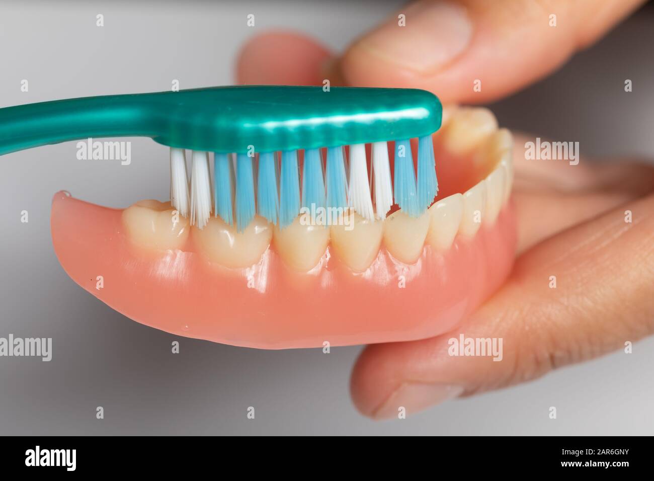 El dentista muestra cómo limpiar la prótesis dental con el cepillo dental, sujetar la dentadura en la mano Foto de stock