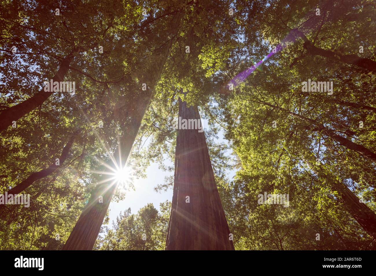 Big Basin Redwoods State Park. El condado de Santa Cruz, California, EEUU. Foto de stock