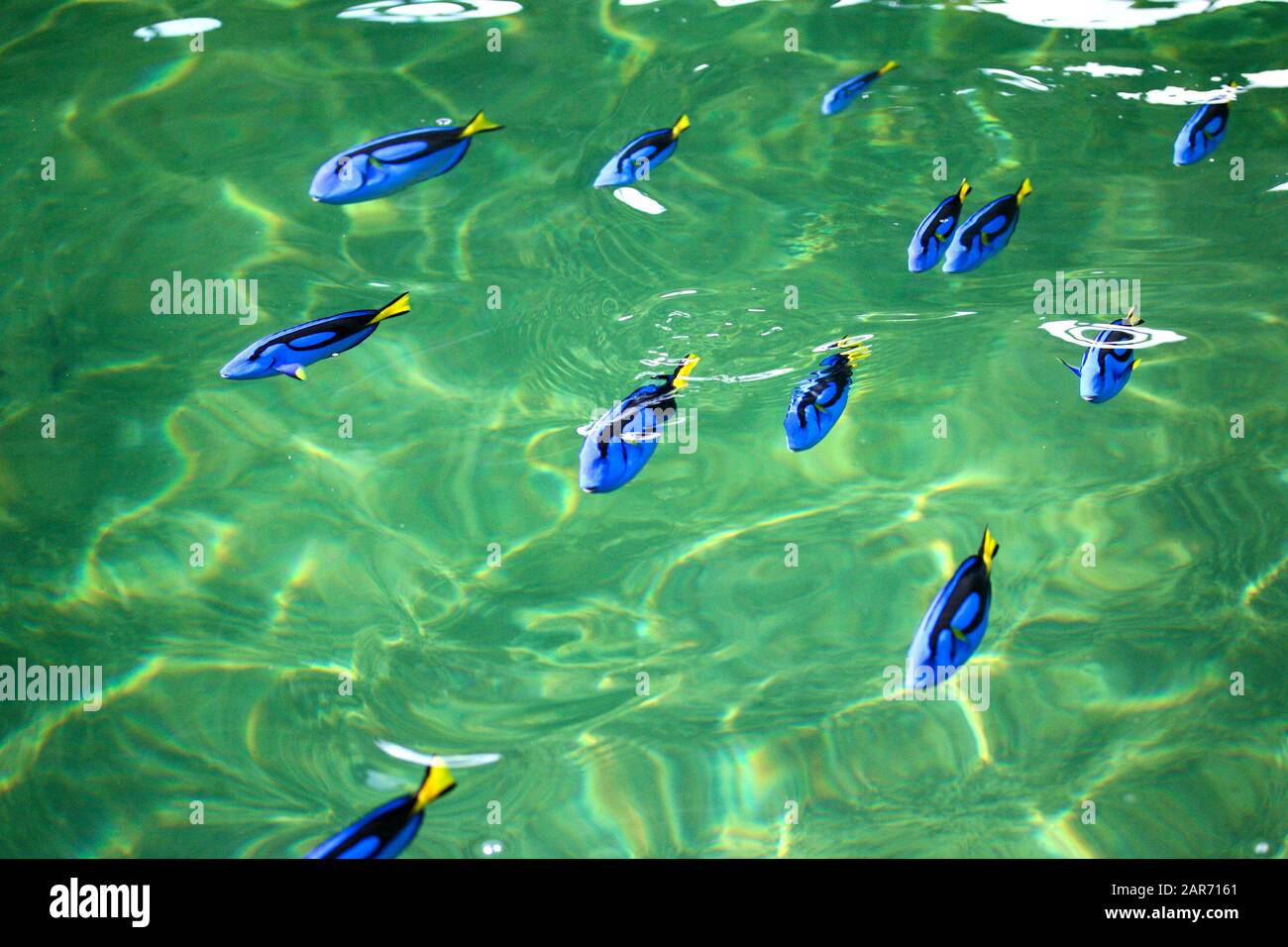 Peces Tang azules en la piscifactoría para vender y exportar a países extranjeros. Foto de stock