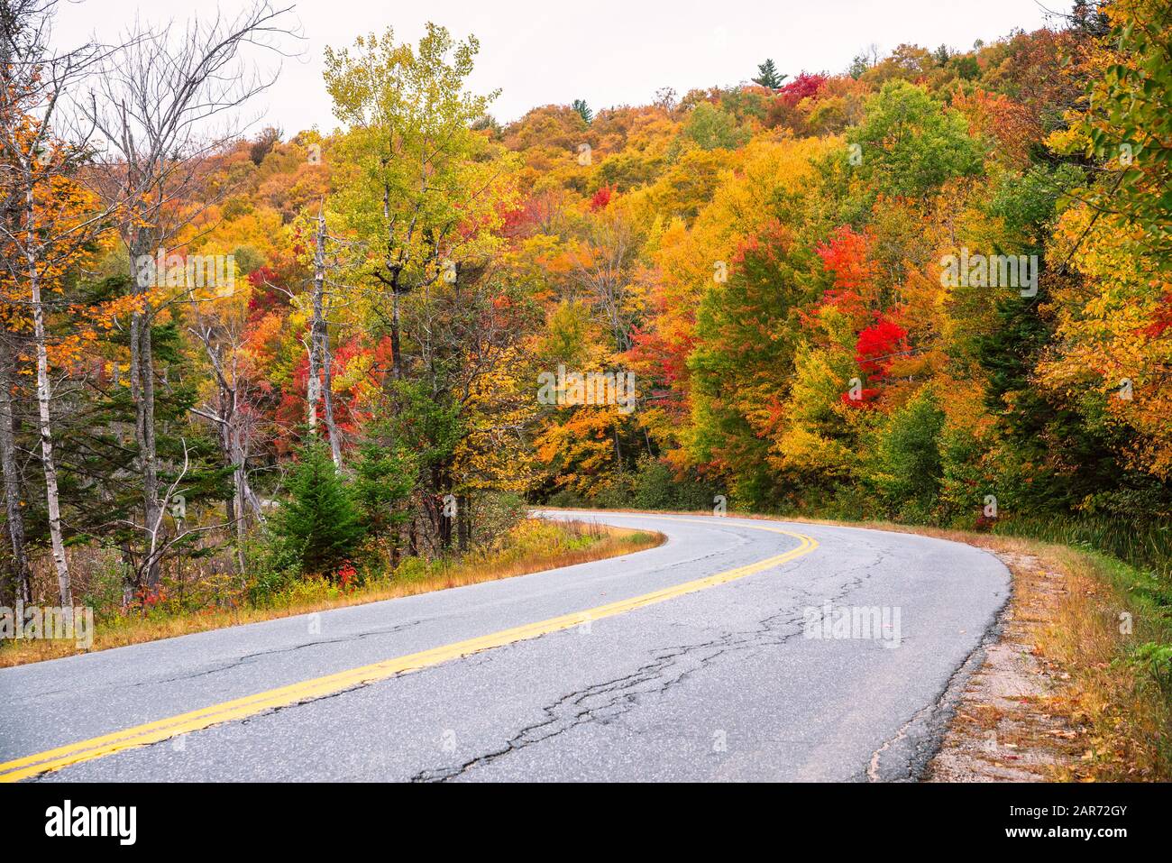 Curva a lo largo de una carretera de campo a través de un bosque en el pico de otoño follaje colores en un día nublado Foto de stock