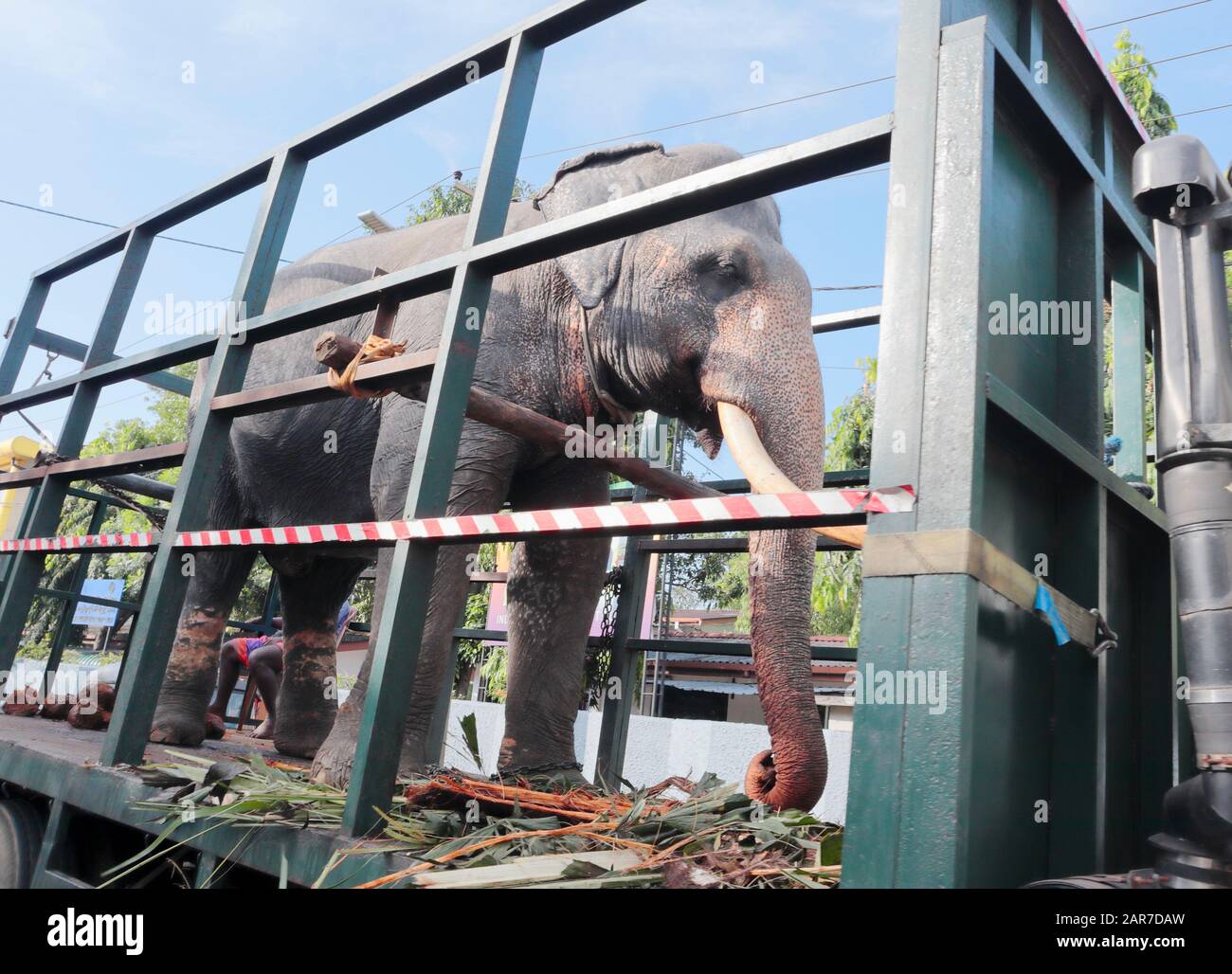 Un elefante indio que se transporta a través de Colombo, Sri Lanka, en un camión abierto. Posiblemente a un festival o evento local. Foto de stock