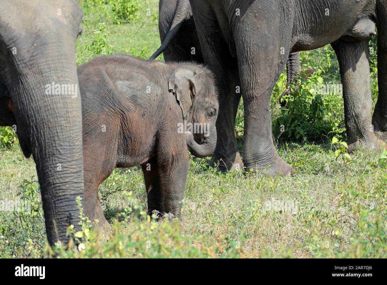 Una familia de elefantes indios pastando en el Parque Nacional de Udawalawe, Sri Lanka. Foto de stock