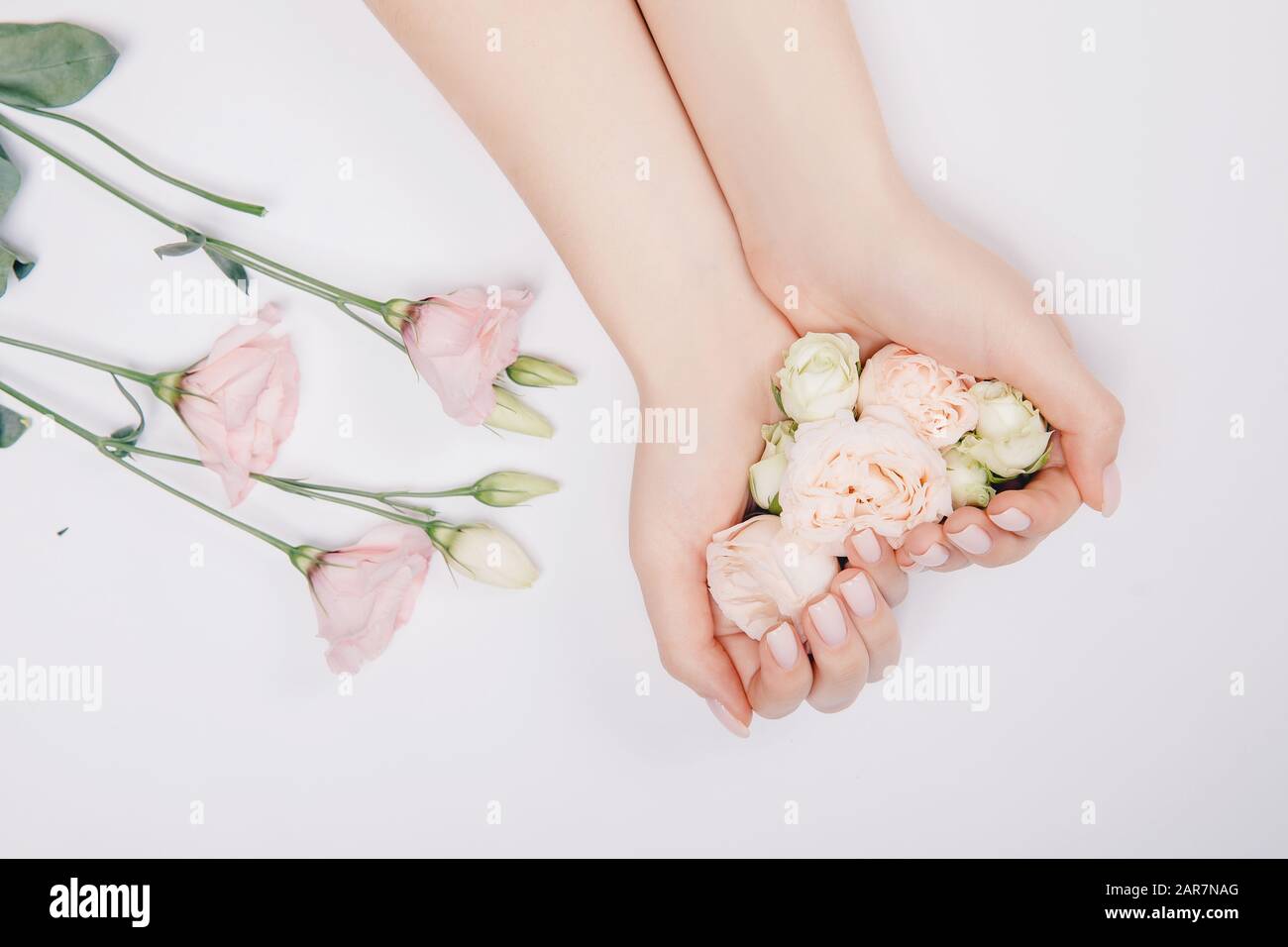 Primeros planos bellas y sofisticadas manos femeninas con flores rosas sobre fondo blanco. Concepto de cuidado de manos, anti-arrugas, crema anti-envejecimiento, spa Foto de stock