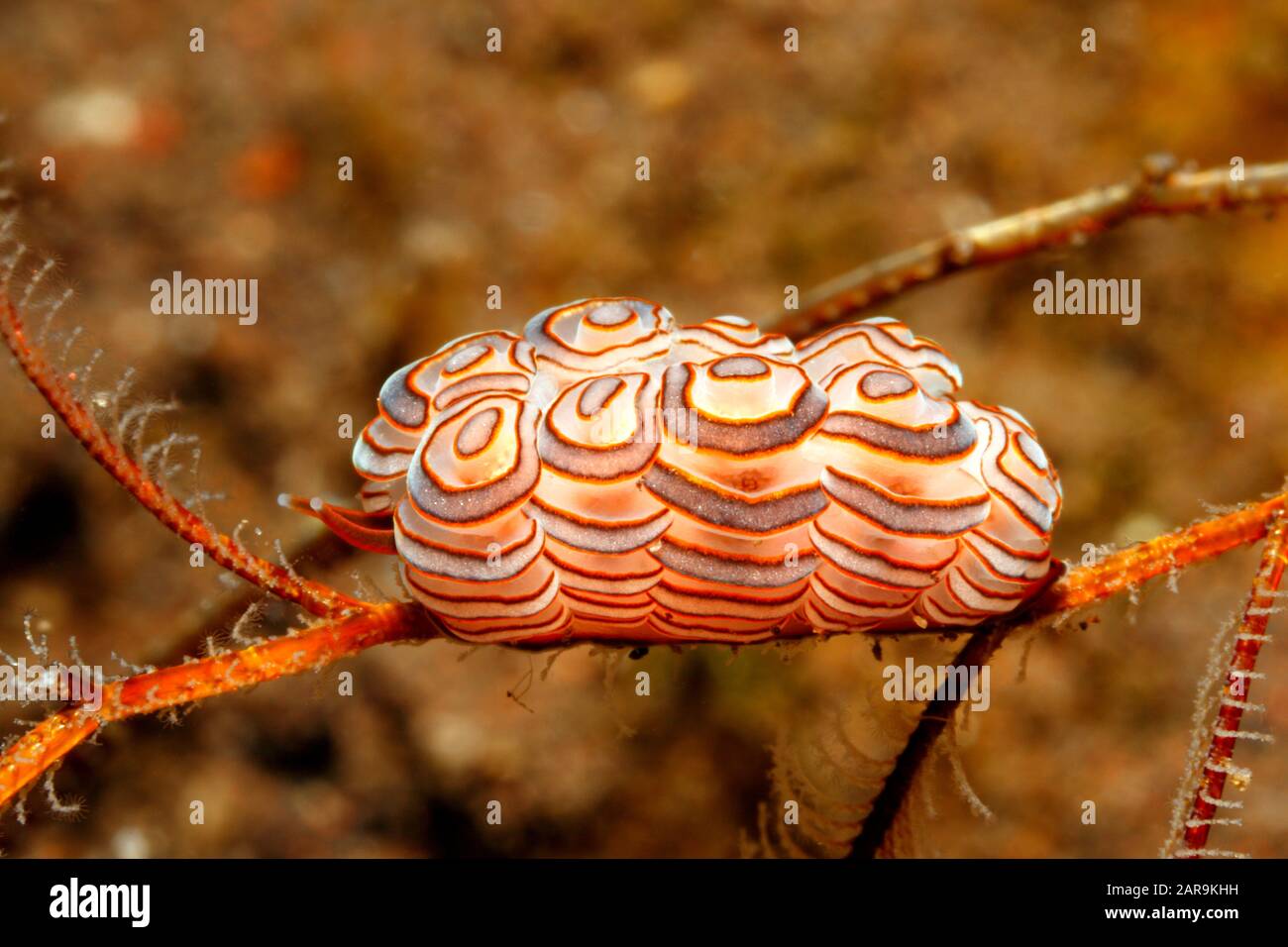 Donut Doto, Doto Greenamyeri. Tulamben, Bali, Indonesia. Mar De Bali, Océano Índico Foto de stock