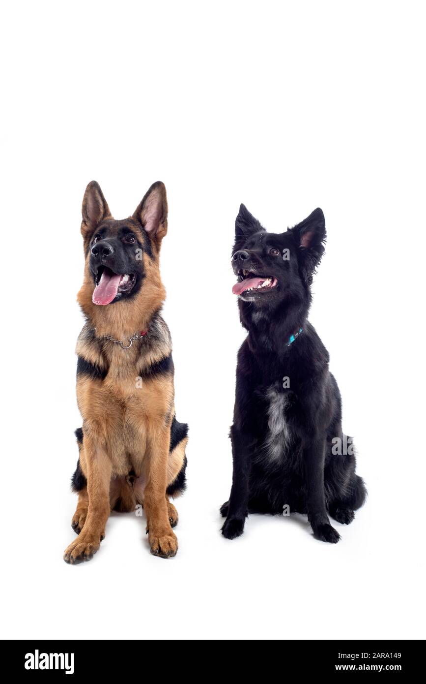 Dos perros sentados en el estudio Foto de stock