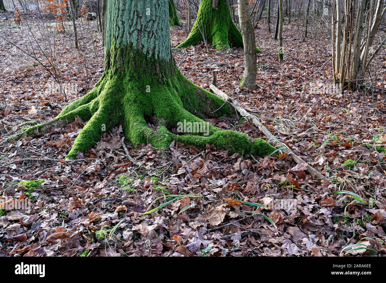 árbol antiguo con musgo verde en la corteza Foto de stock