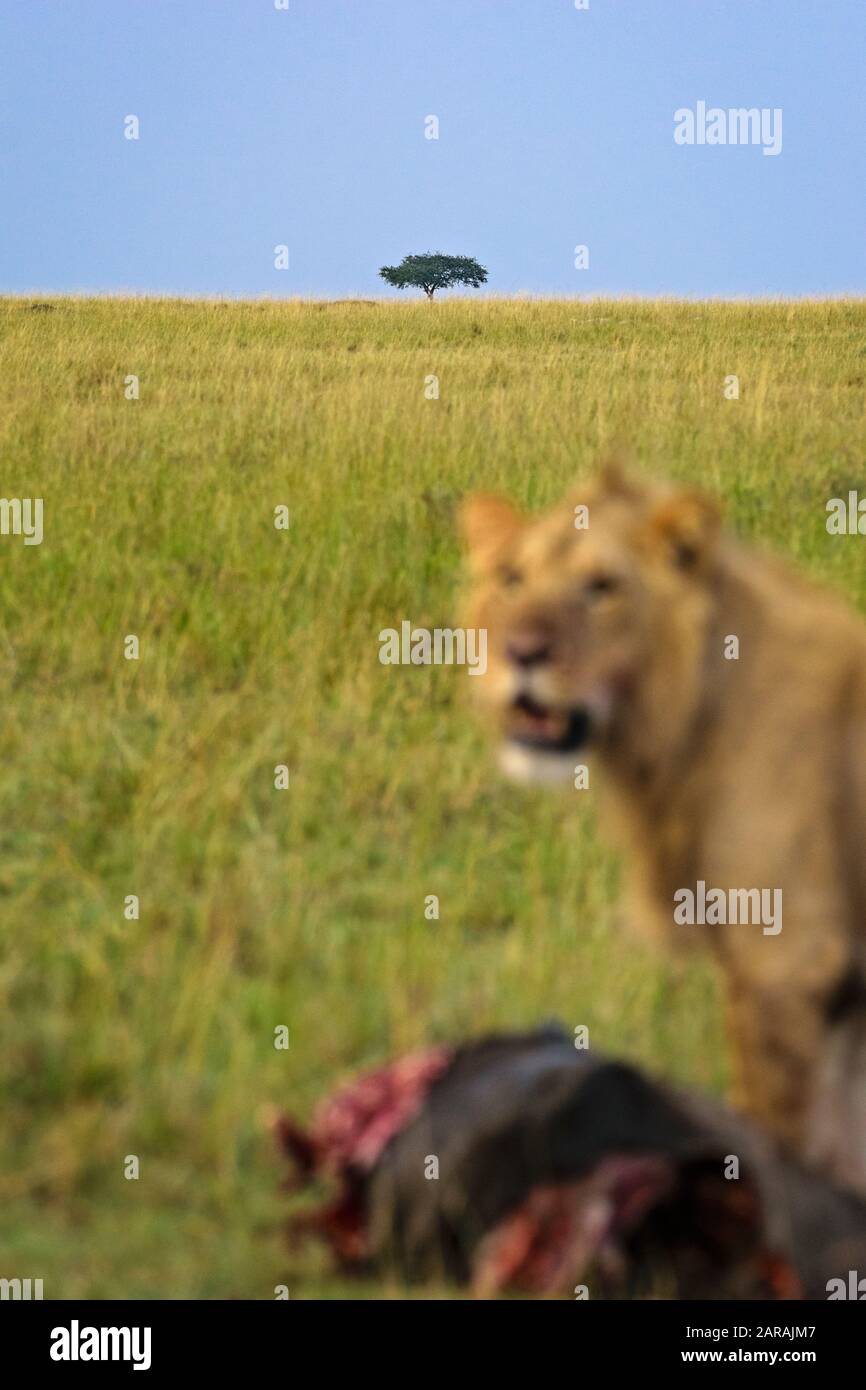 El árbol solitario y el león con una muerte, en las llanuras de Maasai Mara, Kenia Foto de stock