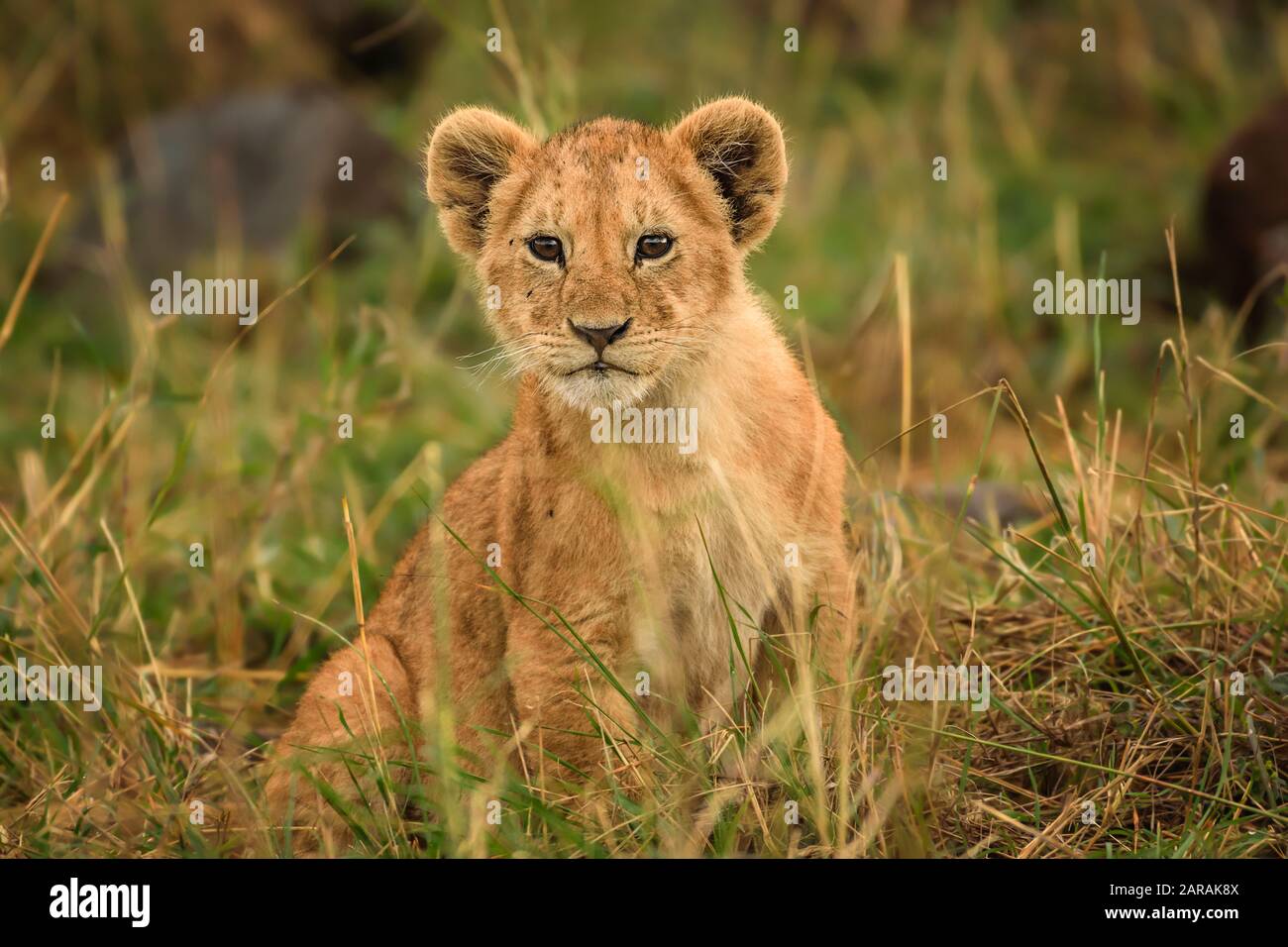 Cute cachorro de león mirando a la cámara, Maasai Mara, Kenia Foto de stock