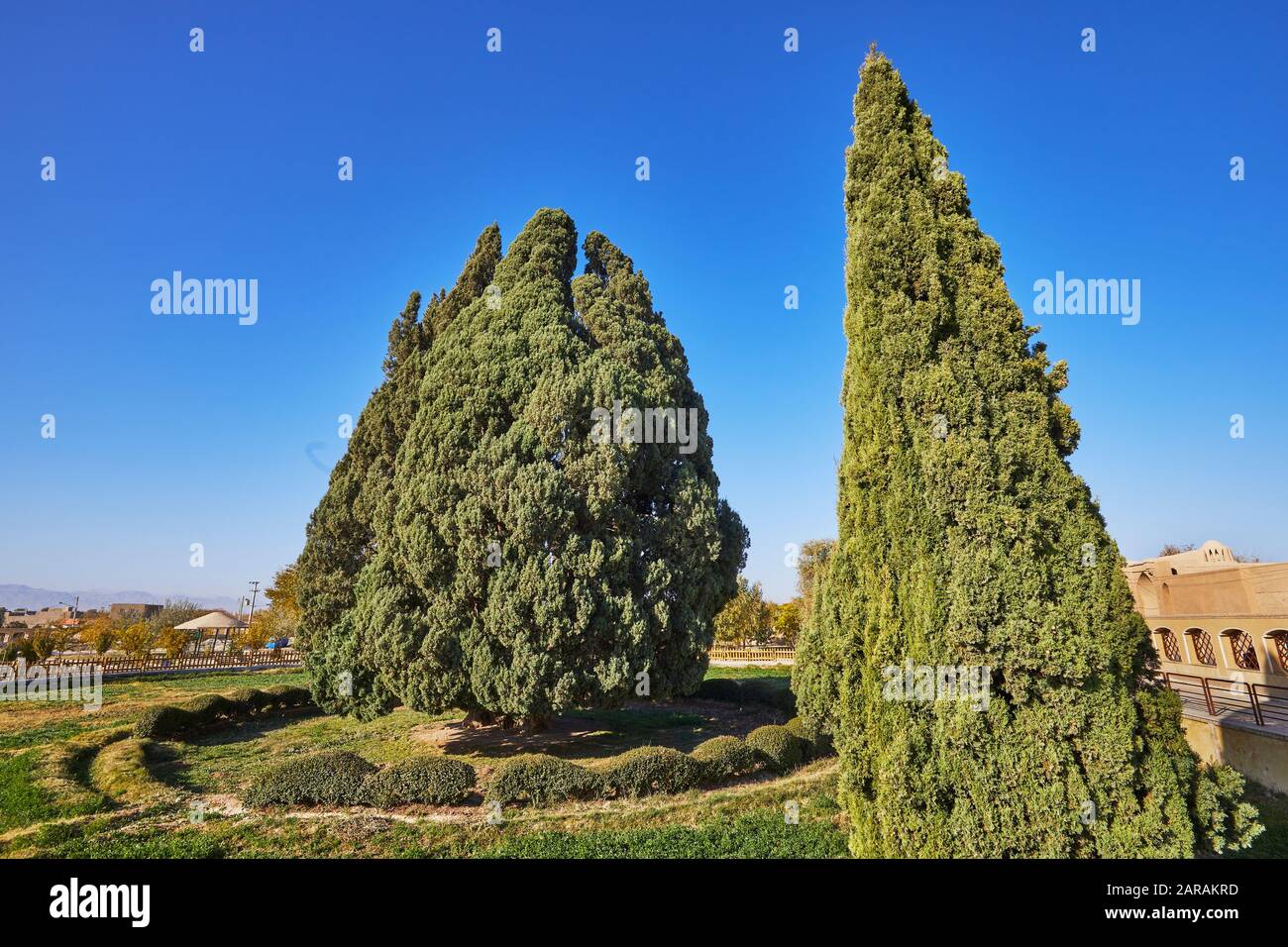 Un árbol de ciprés milenario en la ciudad de Abarkuh en Irán, tomado el 18 de noviembre de 2017. Mide 25 metros de altura y la circunferencia de su tronco es de 11.5 metros. Según la leyenda, fue plantada por el fundador religioso Zarathustra. El ciprés de Abarqu ha sido propuesto para la lista de sitios del Patrimonio Mundial. | uso en todo el mundo Foto de stock