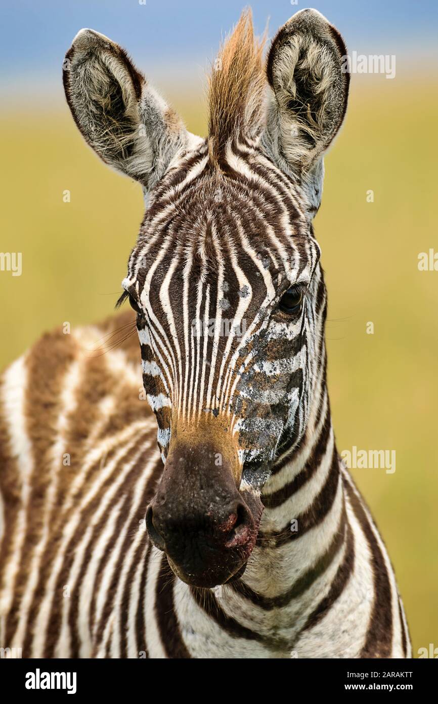 Retrato de zebra, Maasai Mara, Kenia Foto de stock