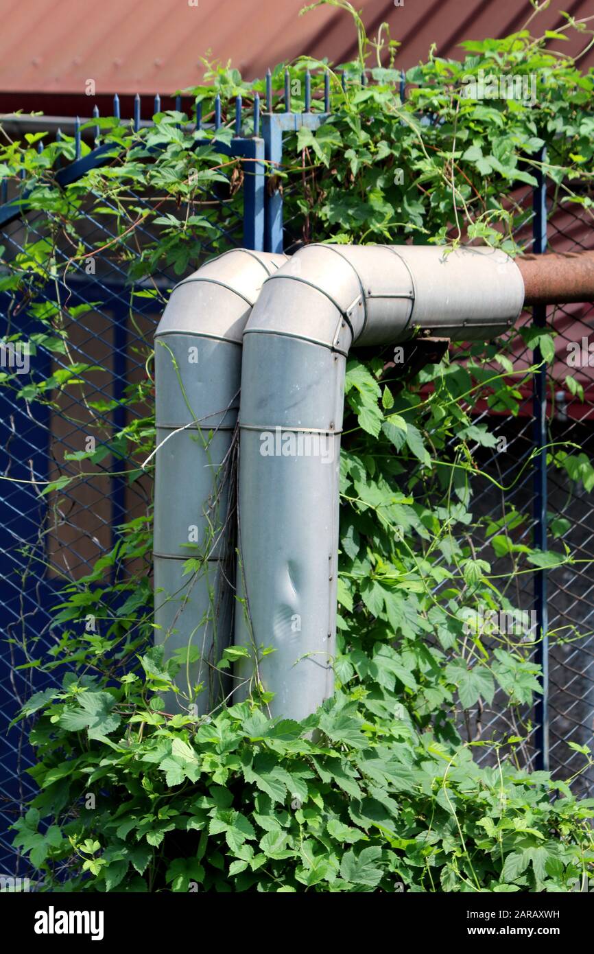 Dos tubos de agua caliente oxidados con aislamiento roto cubiertos con  plantas de oruga junto a una gran valla metálica que rodea a un gran  complejo industrial Fotografía de stock - Alamy