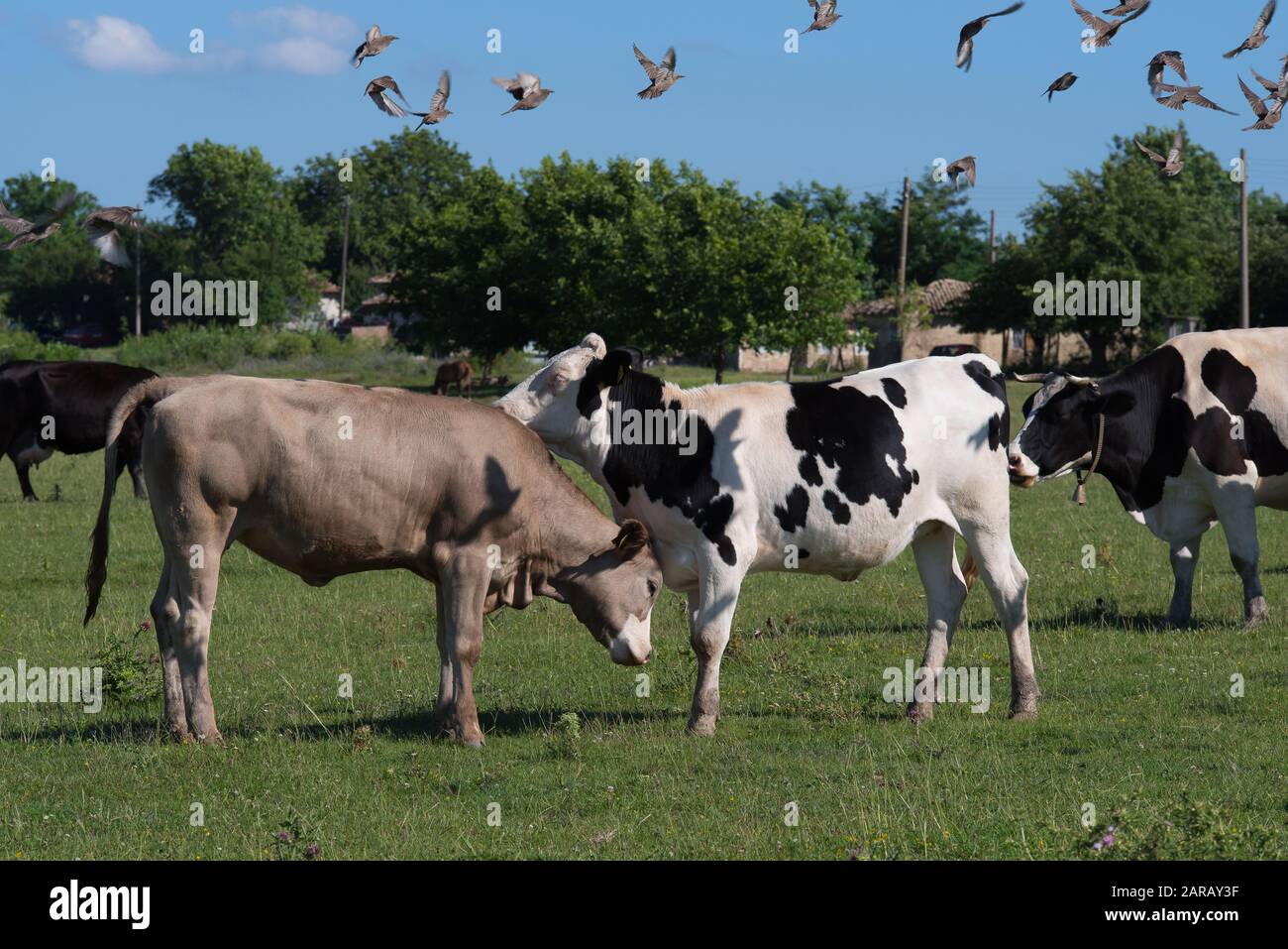 Vacas y calfos Foto de stock