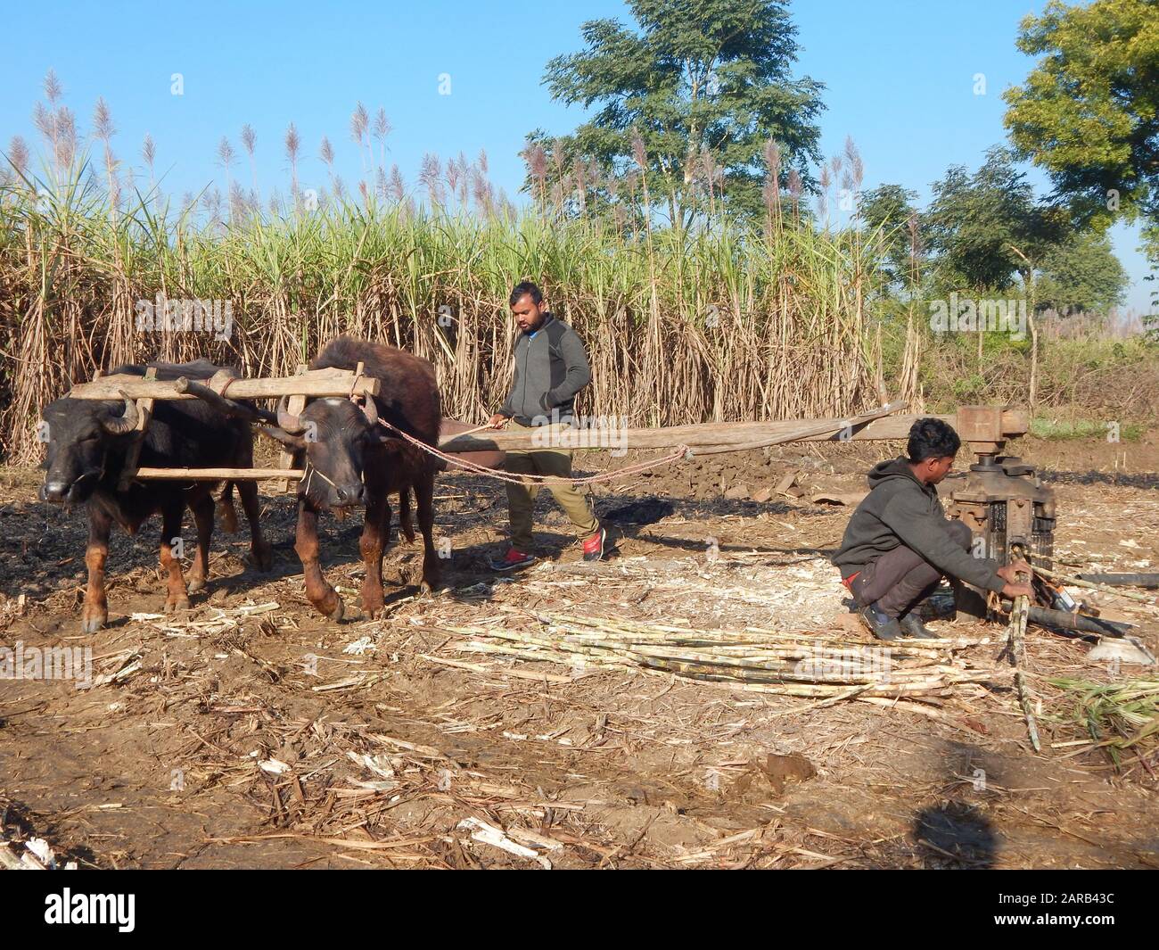 Trituración de caña de azúcar fotografías e imágenes de alta resolución -  Alamy