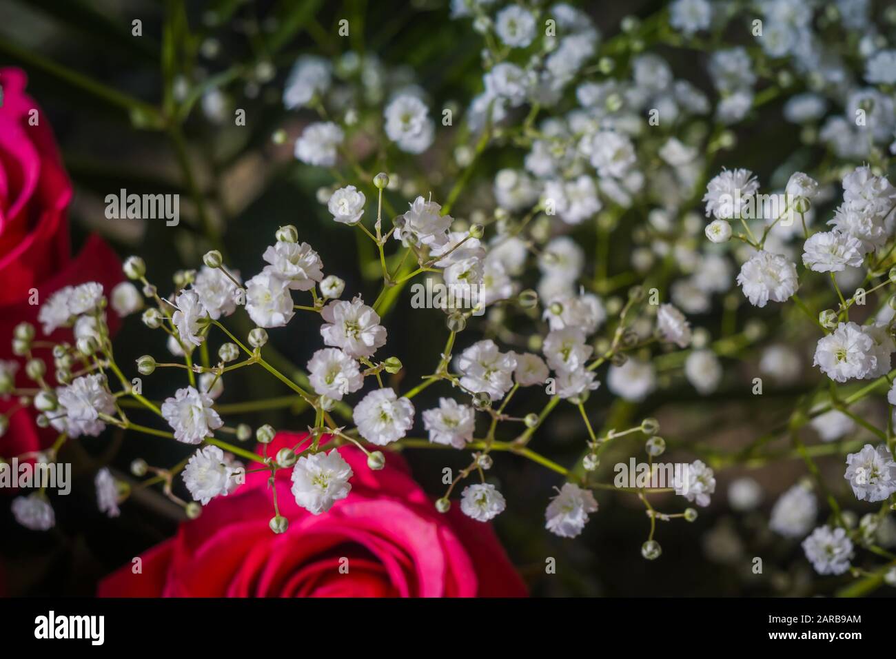 Pequeñas chicas blancas flores de aliento decoradas en un ramo Fotografía de  stock - Alamy
