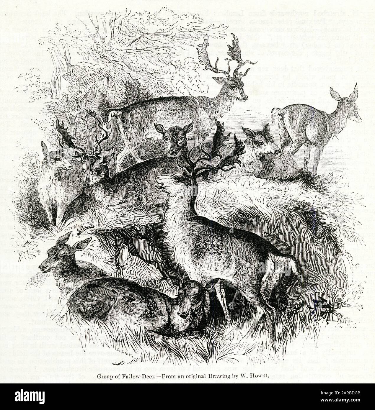 Grupo de ciervos barbecho. Fecha: 1841 Foto de stock