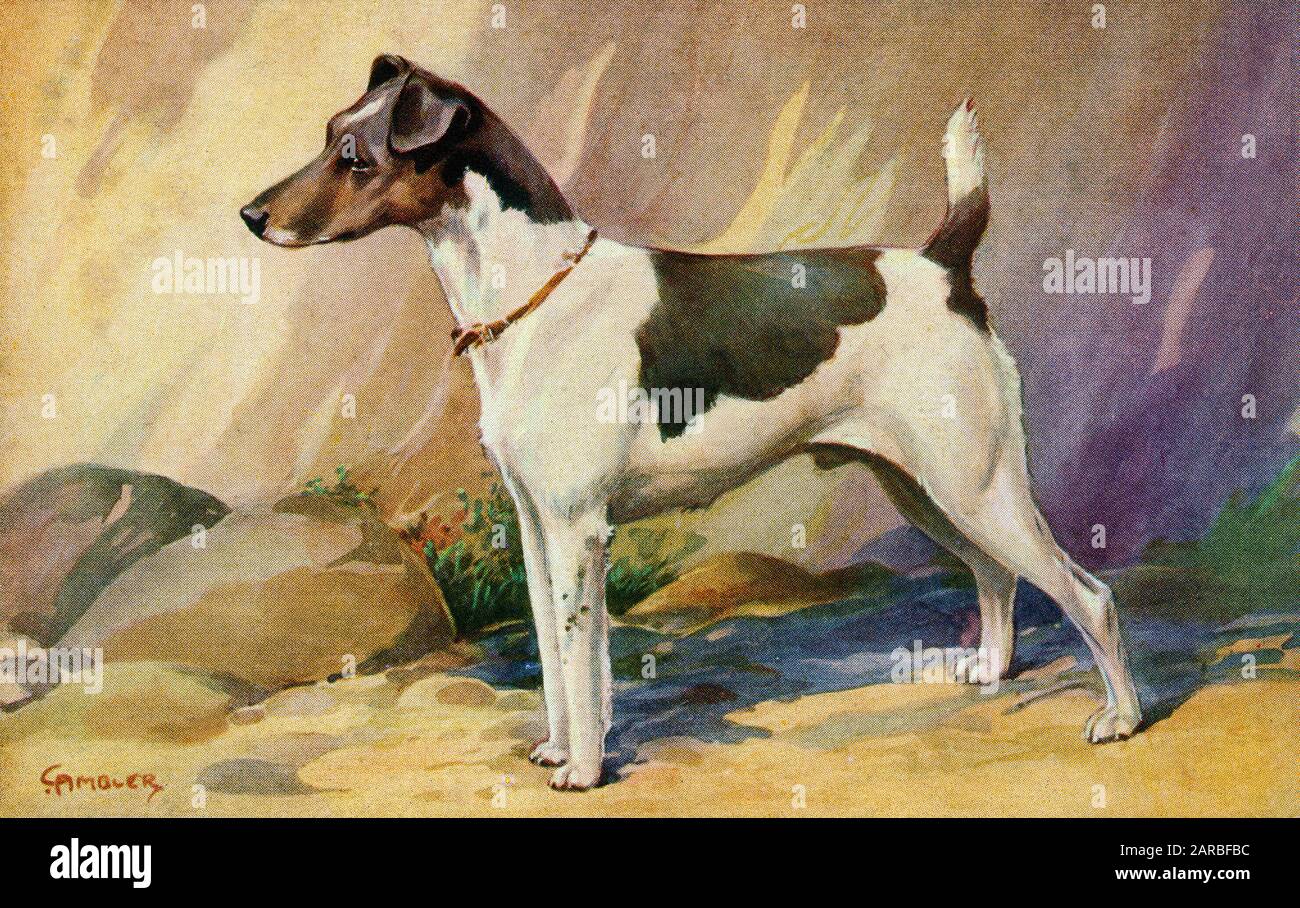 Terrier De Zorro Con Revestimiento Liso. Fecha: 1910s Foto de stock