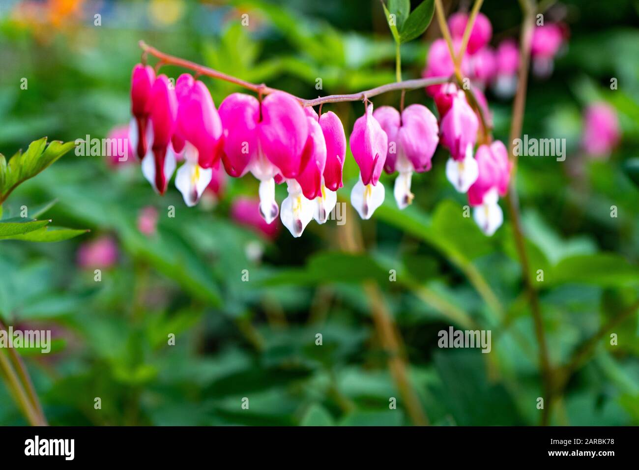 Lamprocapnos spectabilis Dicentra spectabilis - Detalle de la flor rosa Con Forma de corazón Foto de stock
